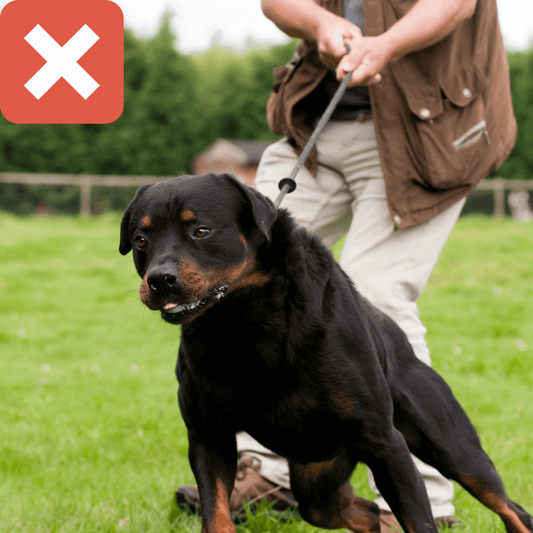 お散歩の際に愛犬に首輪を使用する事によるリスク