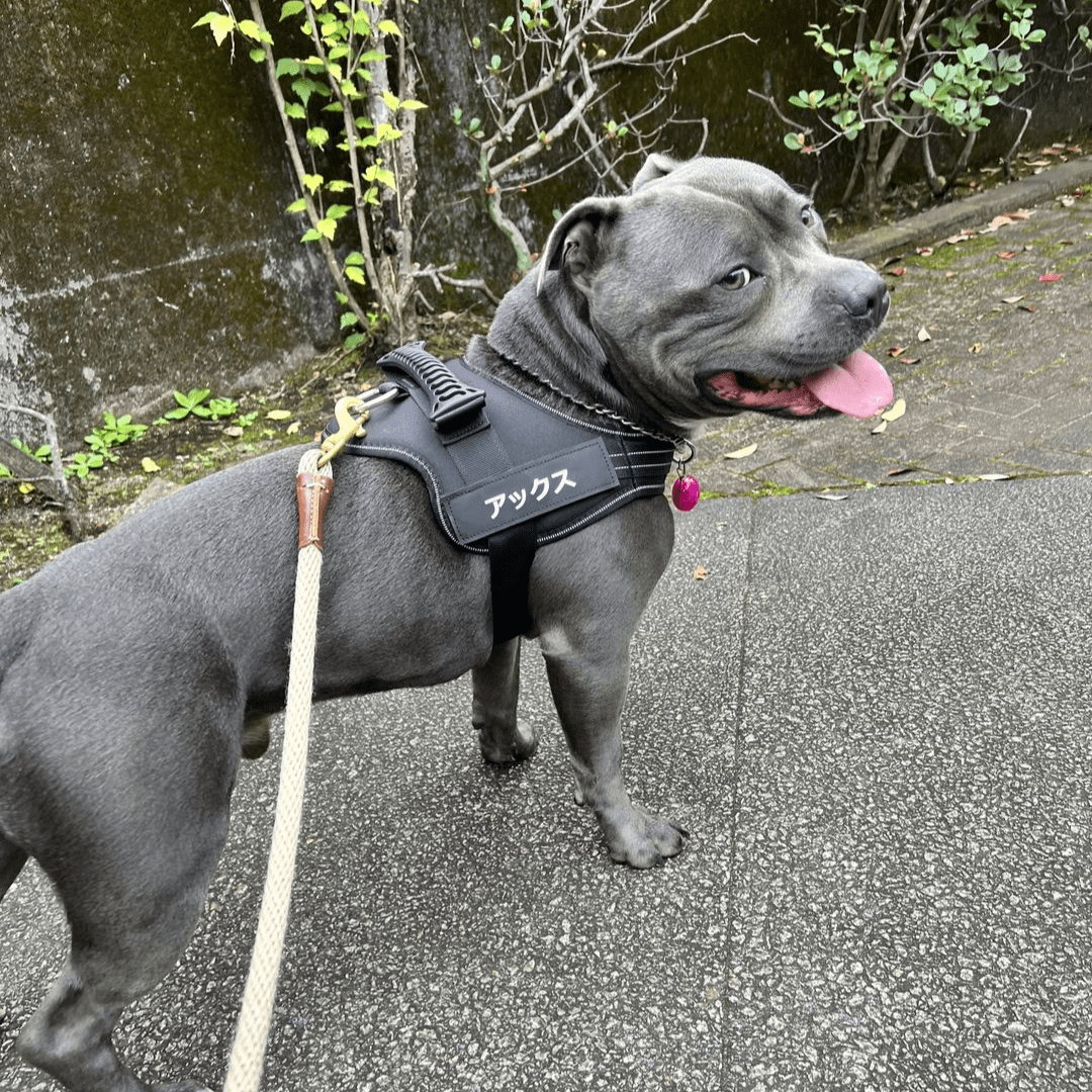 Petcanva® オーダーメイド犬用ハーネス - PET CANVA